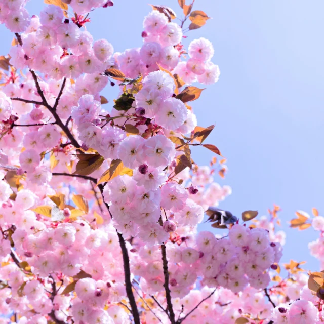 Cherry Blossoms in High Park, Toronto